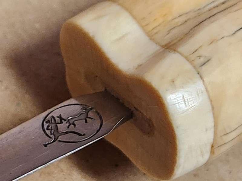 WARTHOG TUSK LETTER OPENER