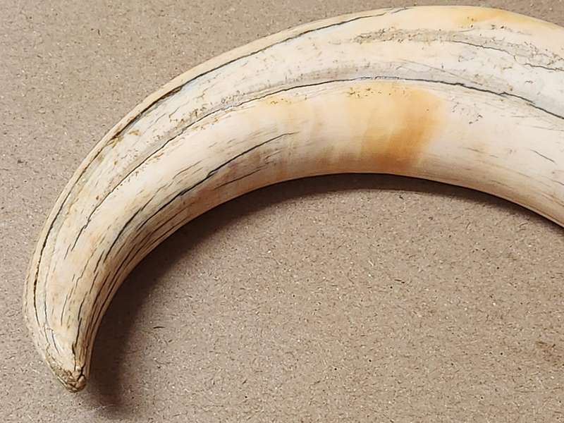 WARTHOG TUSK LETTER OPENER