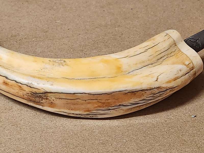 WARTHOG TUSK LETTER OPENER