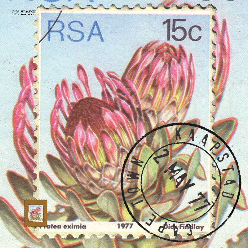 Postal Cushion Covers - Protea 15c