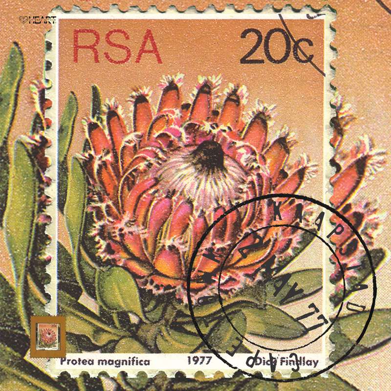 Postal Cushion Covers - Protea 20c