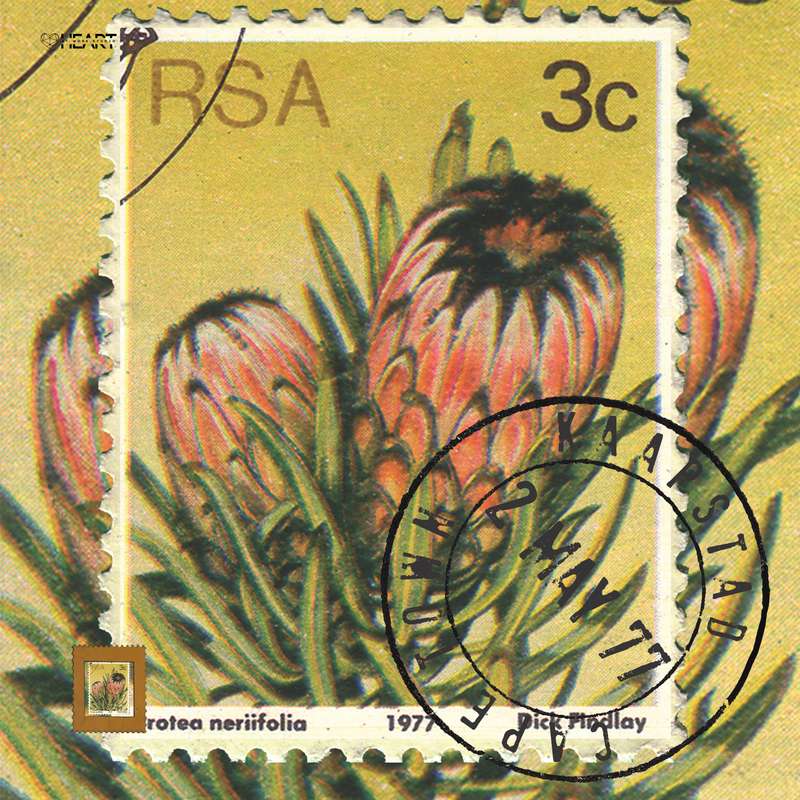 Postal Cushion Covers - Protea 3c