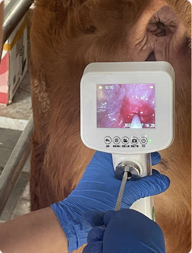 Animal Artificial Insemination Equipment Digital Ai Gun For Cattle Artificial  Insemination cow
