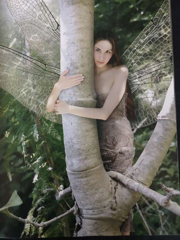 In the Forest Fey