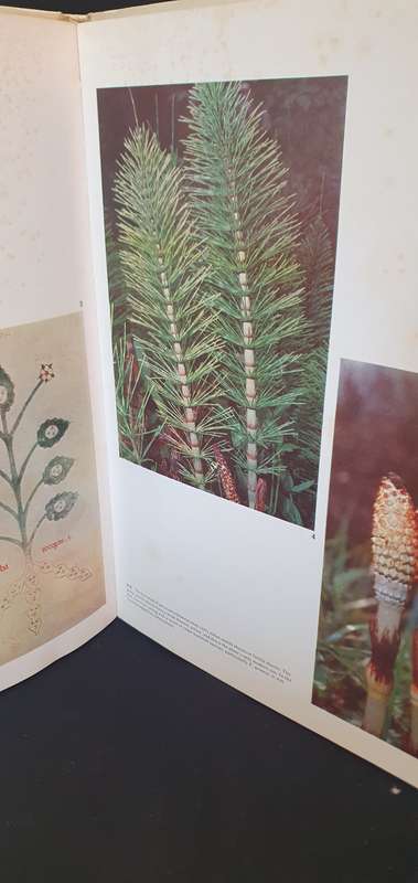 Color Treasury of Herbs & other Medicinal Plants