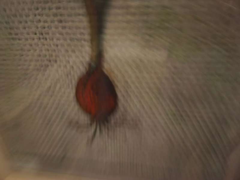 Framed Painted Flower on Fabric Print behind glass