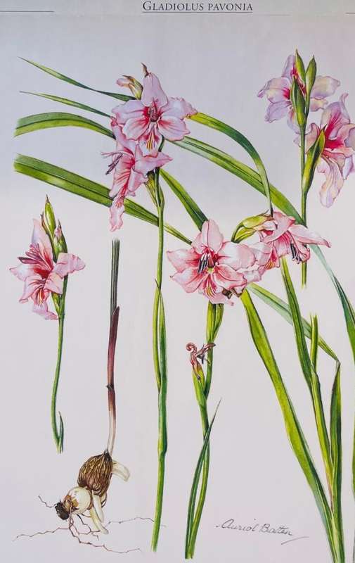 GLADIOLUS IN SOUTHERN AFRICA BY PETER GOLDBLATT & JOHN MANNING