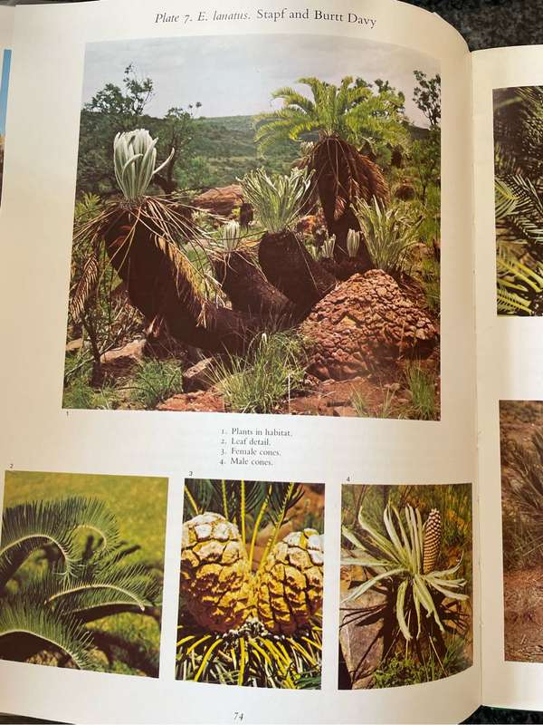 `CYCADS OF SOUTH AFRICA` BY CYNTHIA GIDDY-FIRST EDITION IN GOOD CONDITION