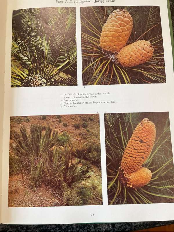 `CYCADS OF SOUTH AFRICA` BY CYNTHIA GIDDY-FIRST EDITION IN GOOD CONDITION