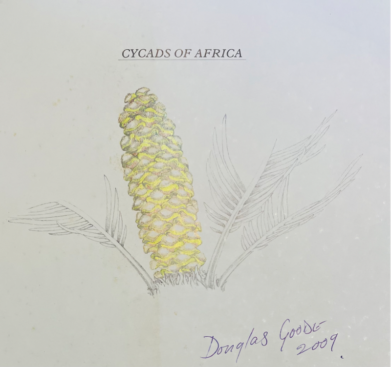 SIGNED!! `CYCADS OF AFRICA` BY DOUGLAS GOODE - FIRST EDITION IN FINE SLIPCASE GREAT CONDITION