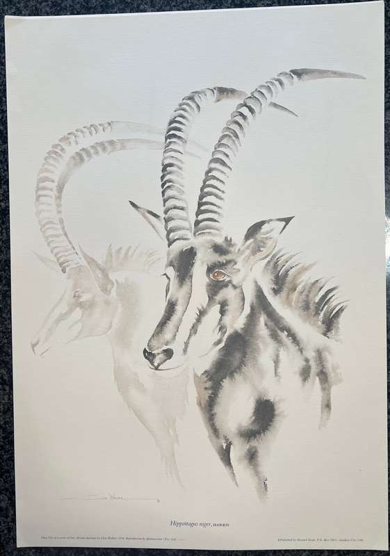 1 x COLLECTION OF 4 LITHOGRAPHIC PRINTS OF AFRICAN ANTELOPE BY CLIVE WALKER