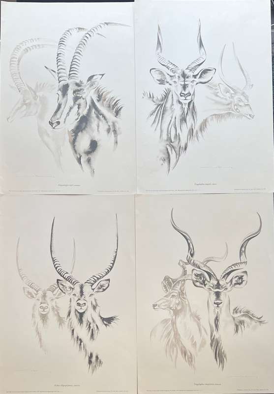 1 x COLLECTION OF 4 LITHOGRAPHIC PRINTS OF AFRICAN ANTELOPE BY CLIVE WALKER