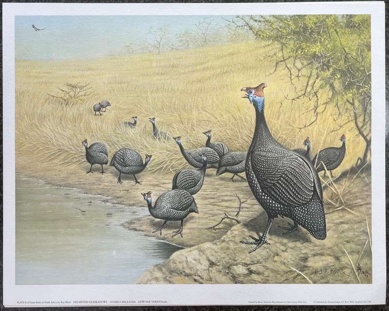 SIGNED, NUMBERED! 1 x COLLECTION OF 4 PRINTS BY RAY BLACK, SOUTH AFRICAN GAME BIRDS