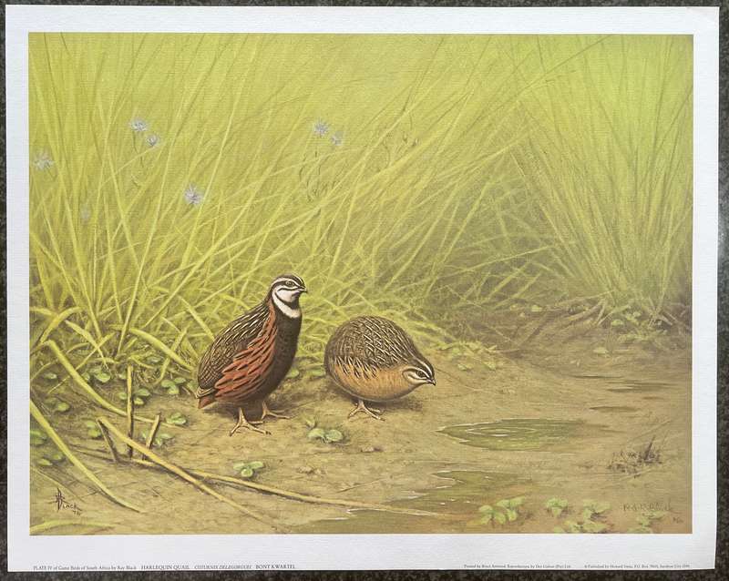 SIGNED, NUMBERED! 1 x COLLECTION OF 4 PRINTS BY RAY BLACK, SOUTH AFRICAN GAME BIRDS