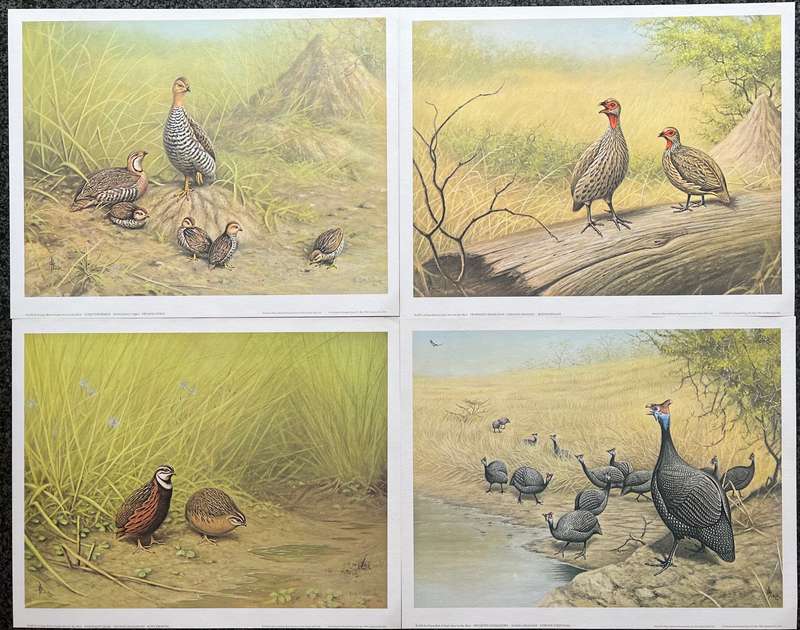 SIGNED, NUMBERED! 1 x COLLECTION OF 4 PRINTS BY RAY BLACK, SOUTH AFRICAN GAME BIRDS