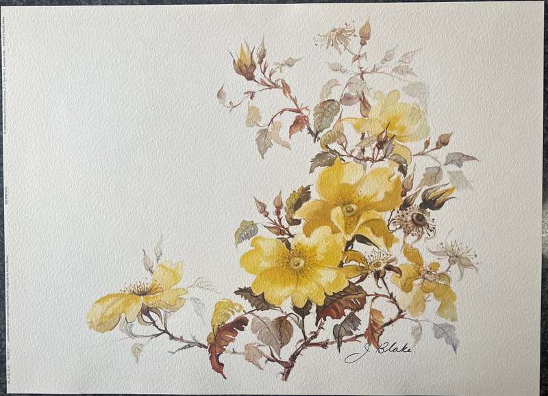 1 x COLLECTION OF 2 PRINTS BY LISTED SOUTH AFRICAN ARTIST JOYCE BLAKE, ROSES