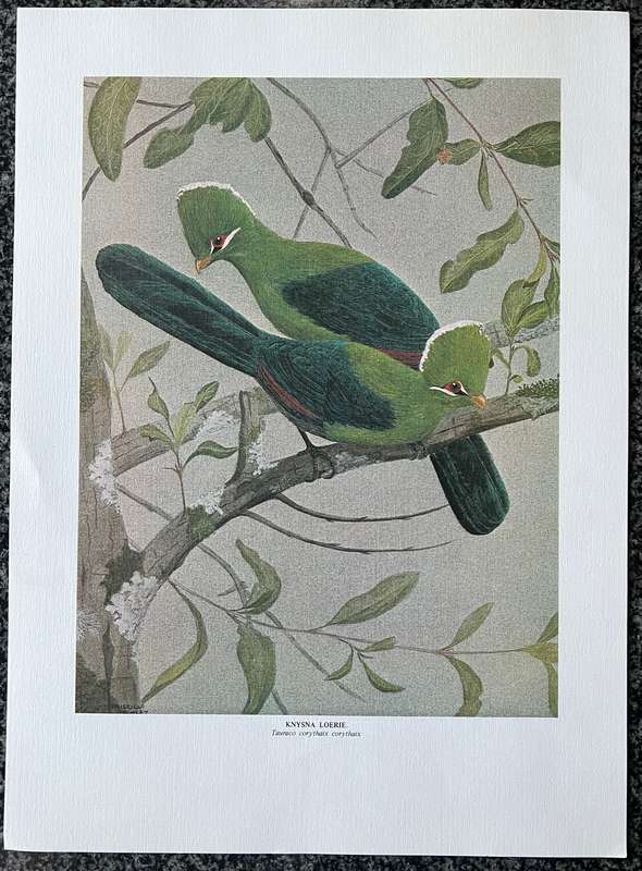 1 x COLLECTION OF 4 PRINTS "BIRDS OF AFRICA: SERIES 1 FOREST BIRDS" BY PRISCILLA HENLEY