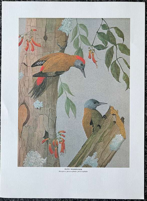1 x COLLECTION OF 4 PRINTS "BIRDS OF AFRICA: SERIES 1 FOREST BIRDS" BY PRISCILLA HENLEY