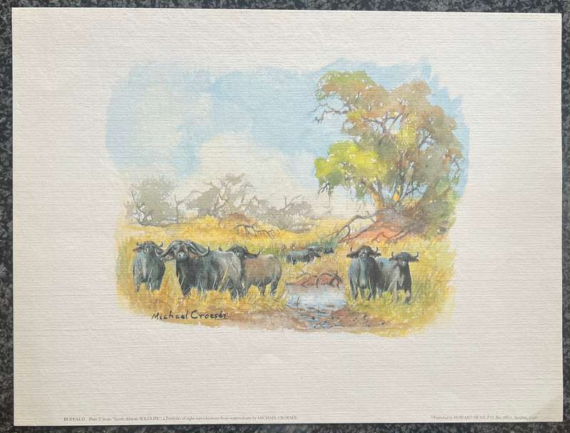 BUFFALO PLATE 5 FROM SOUTH AFRICAN WILDLIFE BY MICHAEL CROESER