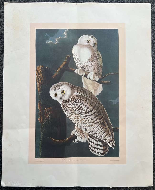 1 x COLLECTION OF 4 PRINTS BY JOHN J AUDUBON