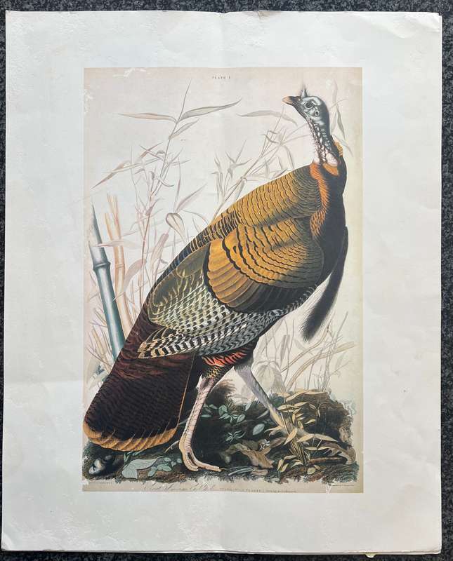 1 x COLLECTION OF 4 PRINTS BY JOHN J AUDUBON