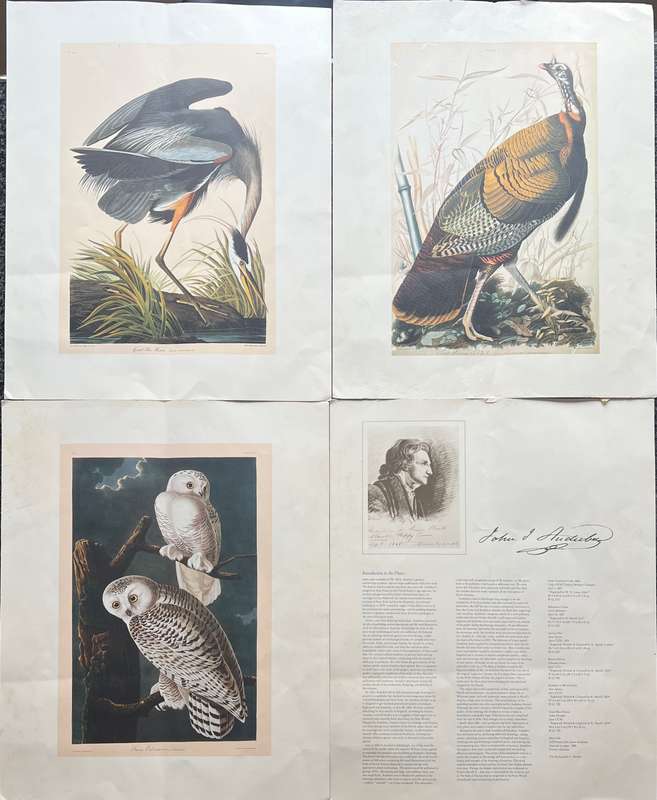 1 x COLLECTION OF 4 PRINTS BY JOHN J AUDUBON