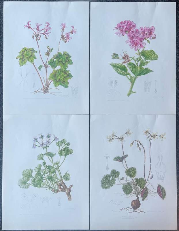 SIGNED & DATED! 1 x COLLECTION OF 4 PRINTS BY ELLAPHIE WARD-HILHORST, A PORTFOLIO OF PELARGONIUMS