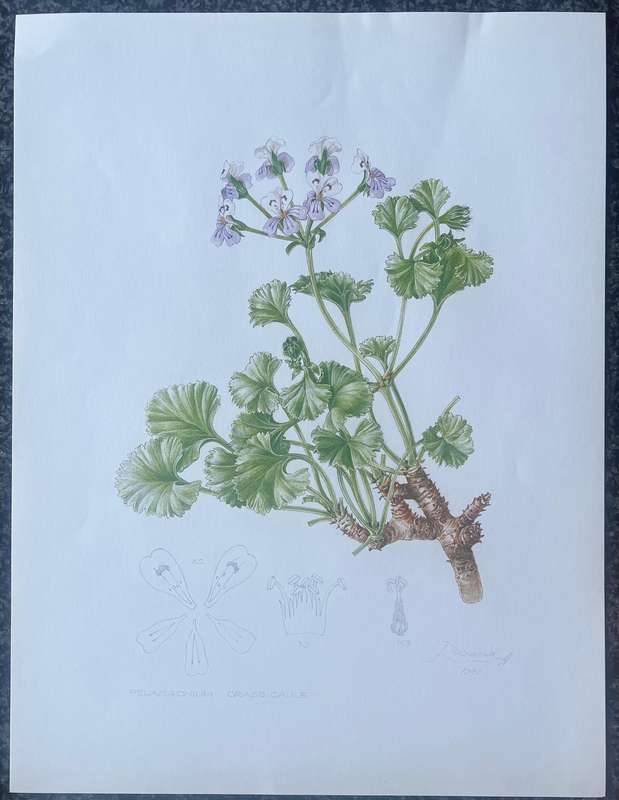 SIGNED & DATED! 1 x COLLECTION OF 4 PRINTS BY ELLAPHIE WARD-HILHORST, A PORTFOLIO OF PELARGONIUMS