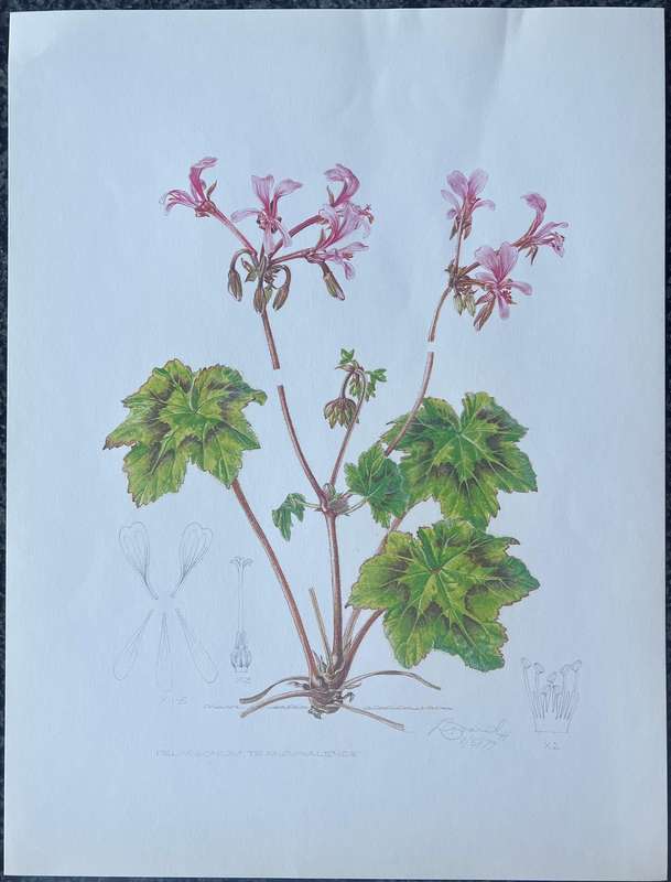 SIGNED & DATED! 1 x COLLECTION OF 4 PRINTS BY ELLAPHIE WARD-HILHORST, A PORTFOLIO OF PELARGONIUMS