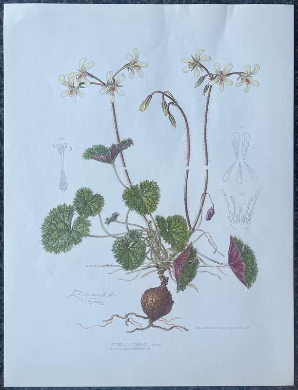SIGNED & DATED! 1 x COLLECTION OF 4 PRINTS BY ELLAPHIE WARD-HILHORST, A PORTFOLIO OF PELARGONIUMS