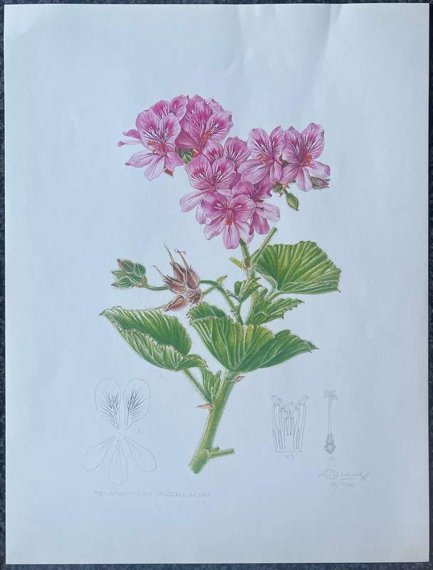 SIGNED & DATED! 1 x COLLECTION OF 4 PRINTS BY ELLAPHIE WARD-HILHORST, A PORTFOLIO OF PELARGONIUMS