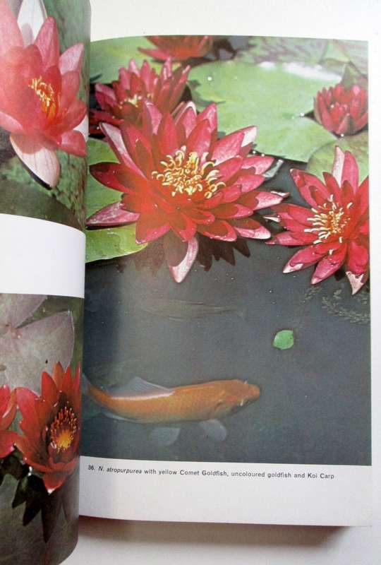 Ponds and water gardens - Bill Heritage - Blanford Press, Dorset (Softcover)