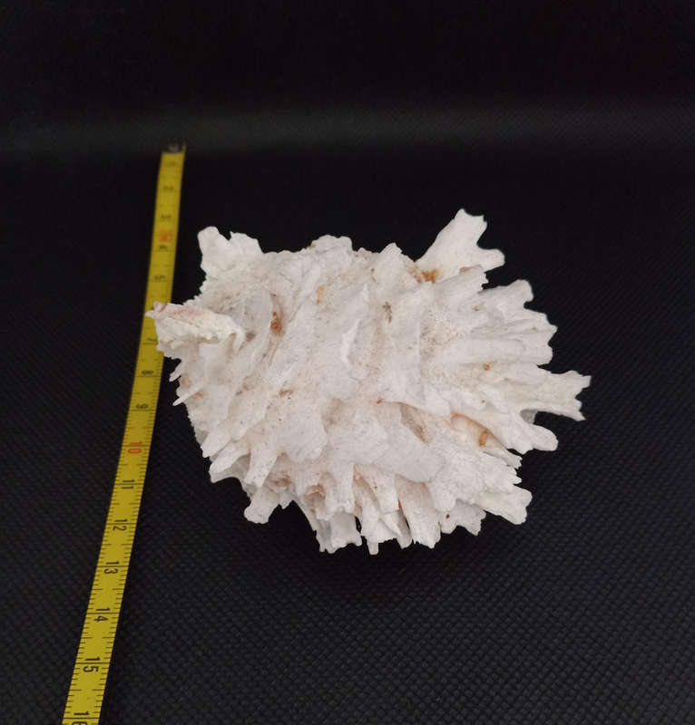 Shell bundle