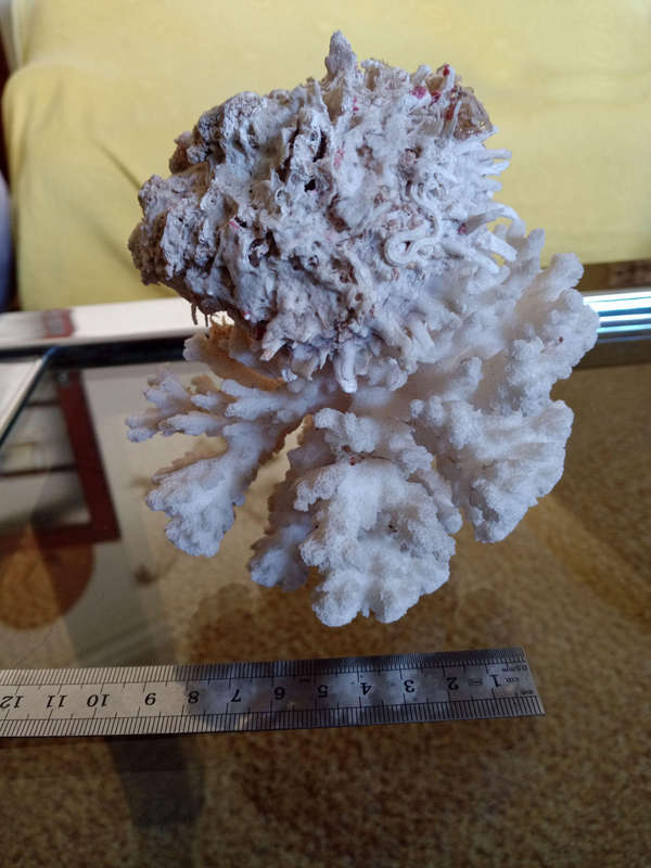 Coral with shell - special find