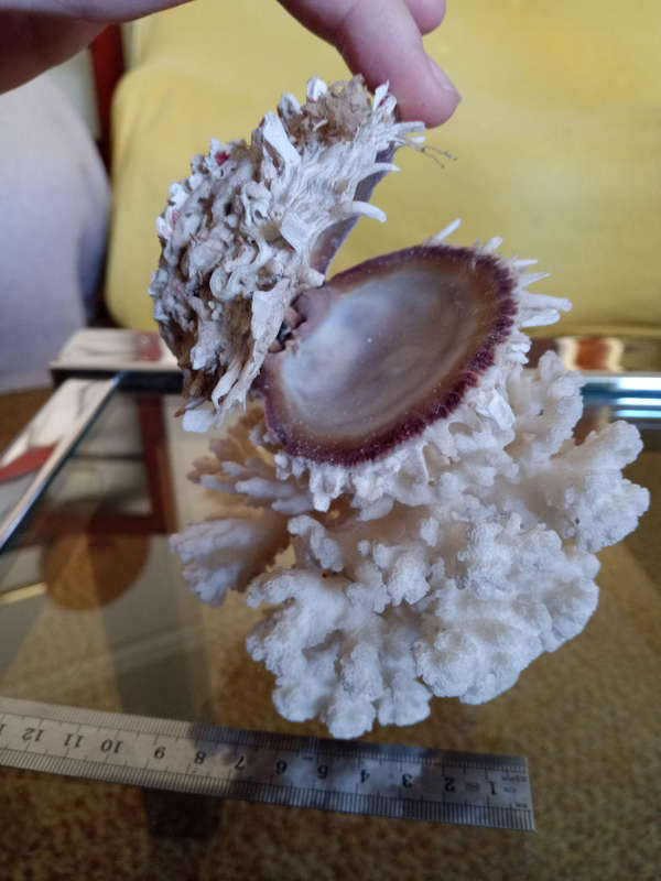 Coral with shell - special find