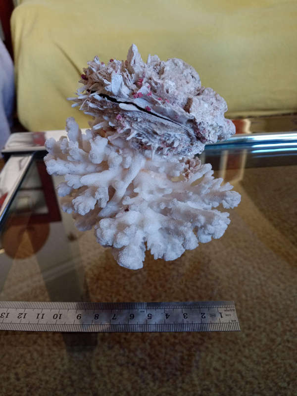 Coral with shell - special find