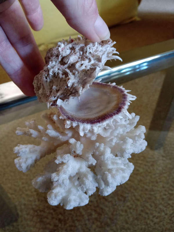 Coral with shell - special find