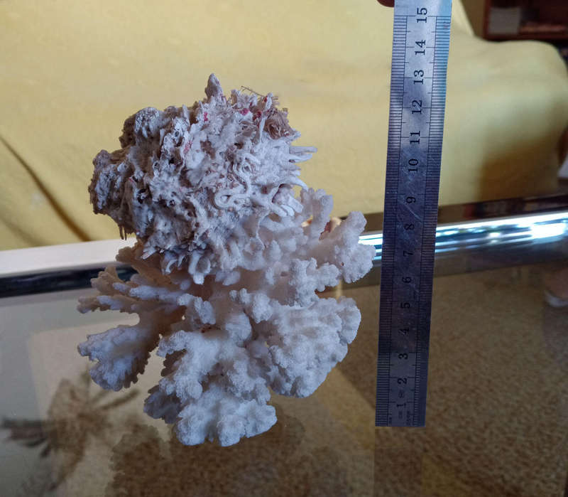 Coral with shell - special find