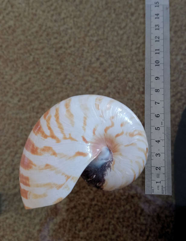 Nautilus seashell