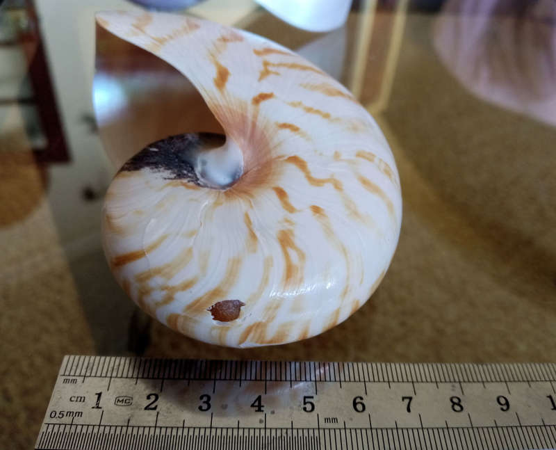 Nautilus seashell