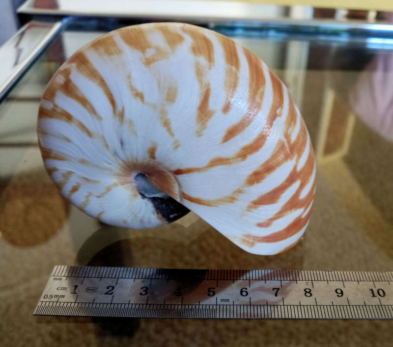 Nautilus seashell