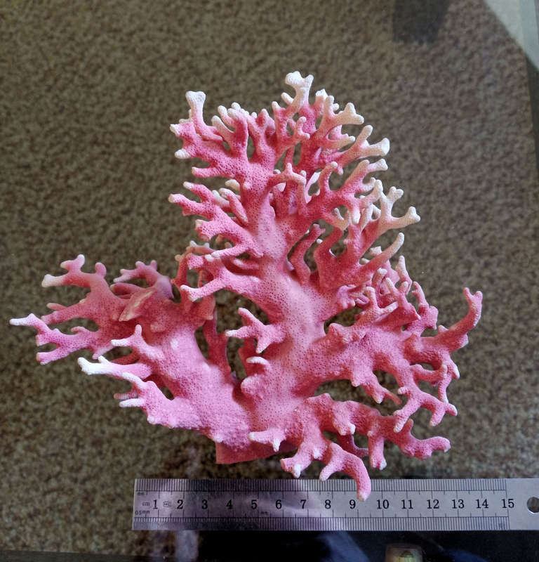 Natural colored coral