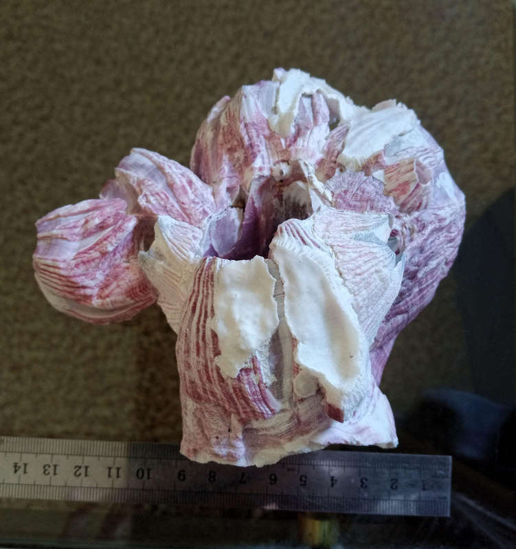 Natural barnacle cluster