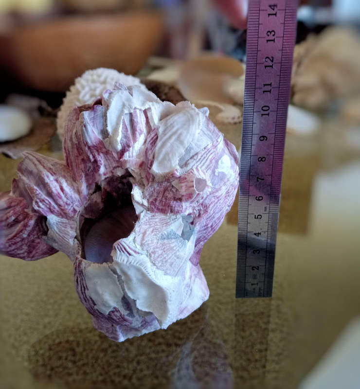 Natural barnacle cluster