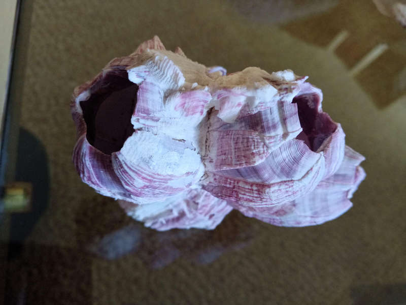 Natural barnacle cluster