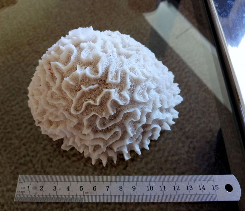 Sea Coral
