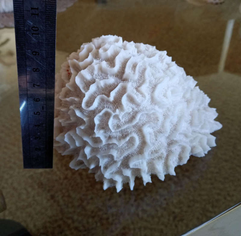 Sea Coral