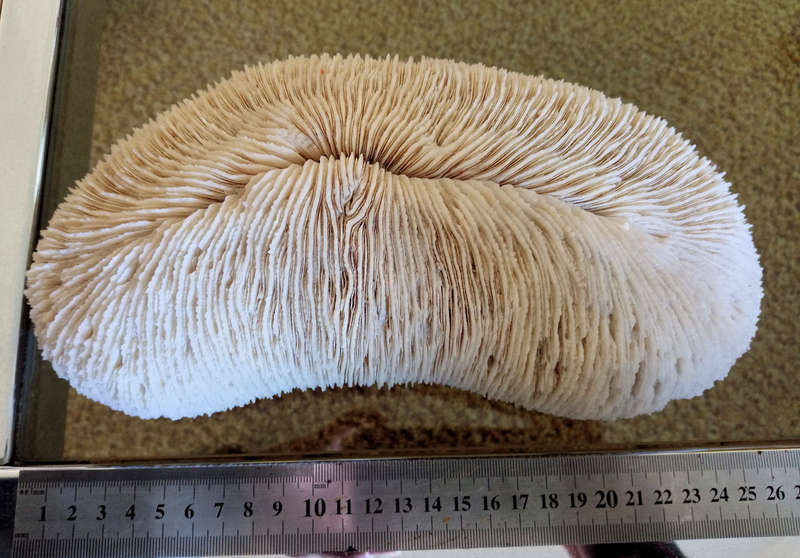 Large sea coral