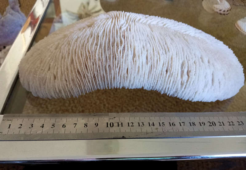 Large sea coral
