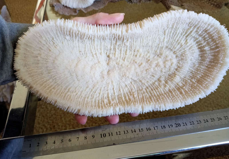 Large sea coral